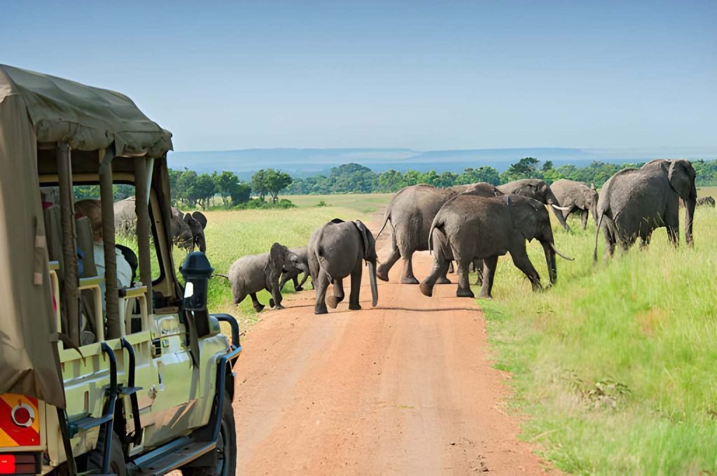 SEO Agency Kenya - Safari and Tour Company SEO